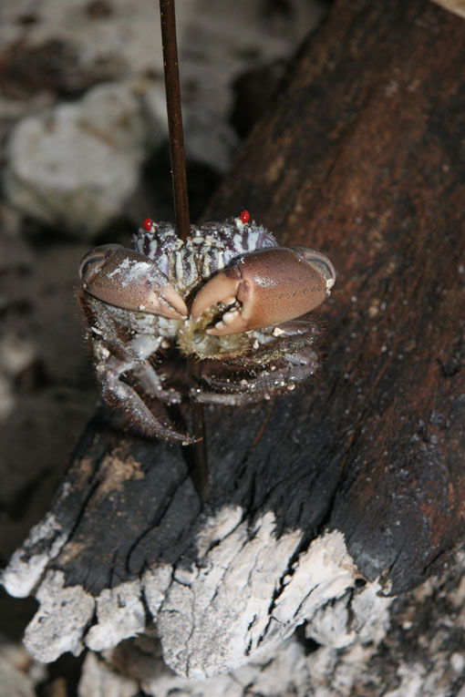 Shipwrecked on a desert island / fiji / pupulation halved