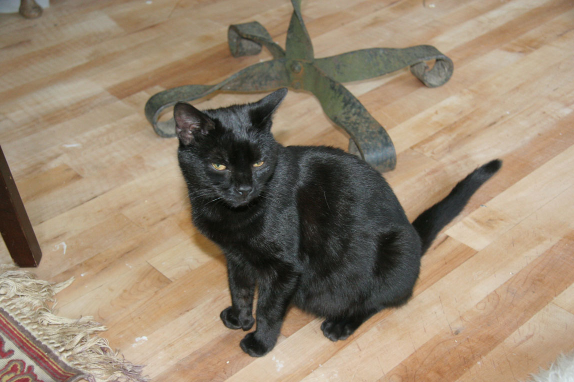 A Day at Pete Doherty's House / Wiltshire / Lucky